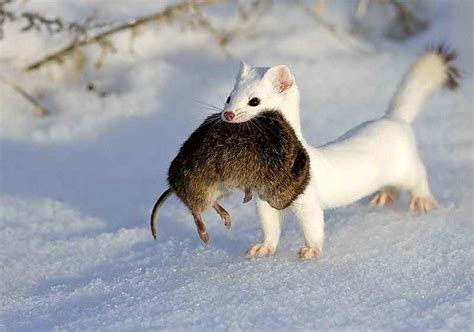 Ermine with its prey : r/natureismetal