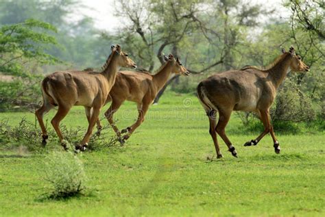 A Trio Of Nilgai, Running Across The Plains Of Rajasthan, India Stock ...