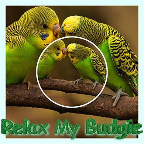 Bird Relaxation & Anxiety Relief Music by Calm Your Bird And Help Them Sleep, Music To Stop ...