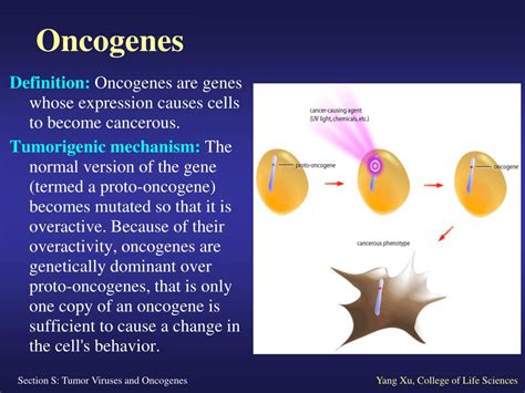 PPT - S1 Oncogenes Found in Tumor Viruses PowerPoint Presentation, free download - ID:6626666