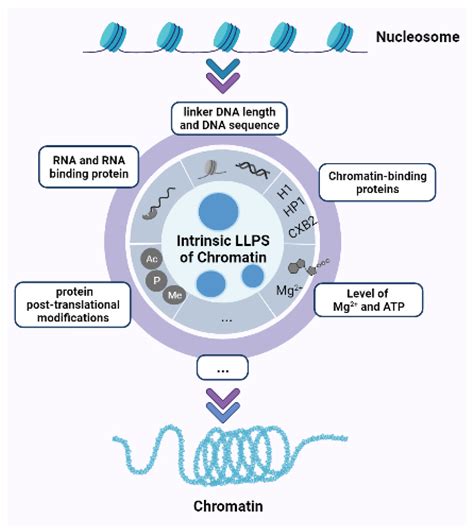 Chromatin In A Cell Model