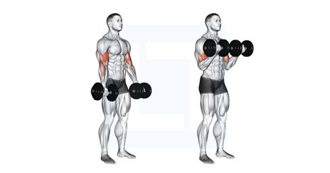 Dumbbell Biceps Curl - Guide, Benefits, and Form