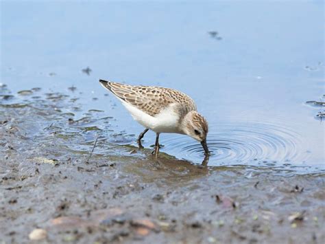 What Do Sandpipers Eat? (Full Diet, Habits & Behavior) | Birdfact