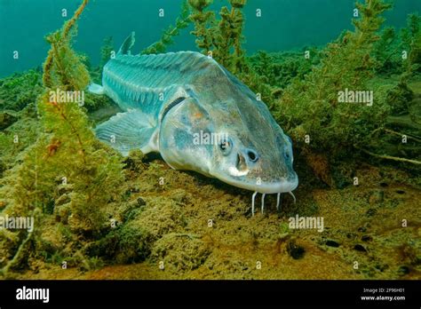 European sturgeon or Beluga sturgeon, Huso huso Stock Photo - Alamy