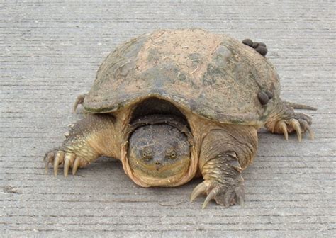 File:Common-snapping-turtle.jpg - Wikimedia Commons