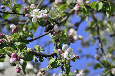 Ukraine Apple Tree Flower - Free photo on Pixabay - Pixabay