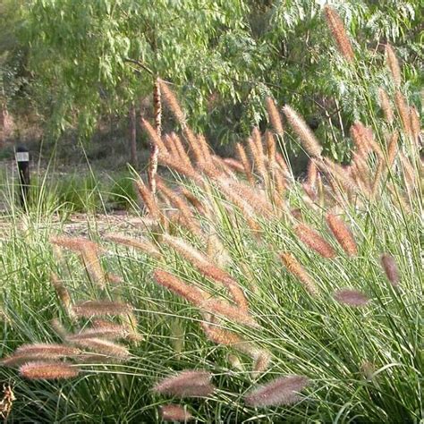 Grasses online | Australian native plants, Australian native garden, Native garden