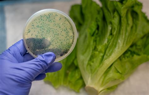 Is extreme weather behind the recent E. coli outbreaks? - Earth.com