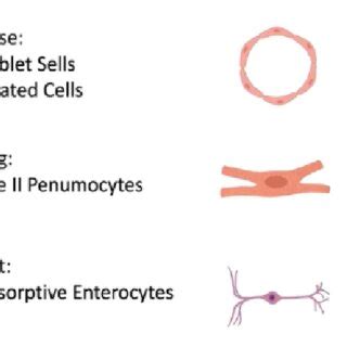 Identification of ACE2 receptors on many other cells (humans). The... | Download Scientific Diagram