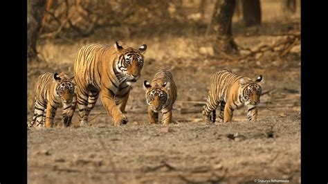 Bandhavgarh National Park Umaria In Madhya Pradesh - YouTube