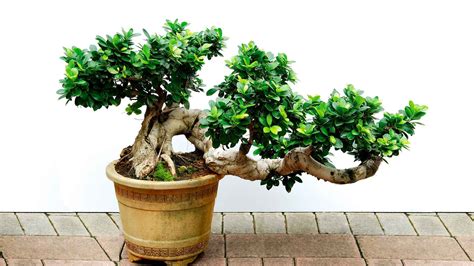 🔥 [40+] Bonsai Wallpapers for Android | WallpaperSafari