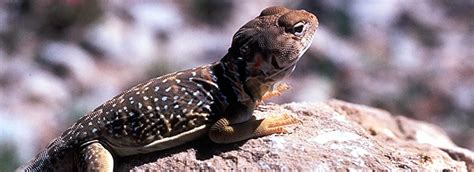 Lizards - Big Bend National Park (U.S. National Park Service)