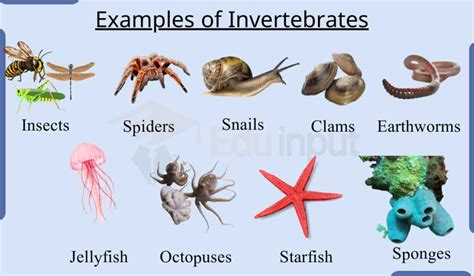 Examples of Invertebrates Animals