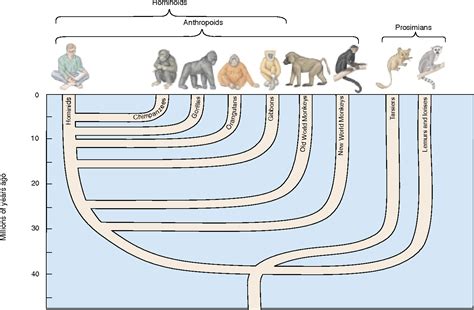 √ 5 Miskonsepsi teori evolusi yang banyak dipercaya orang ...