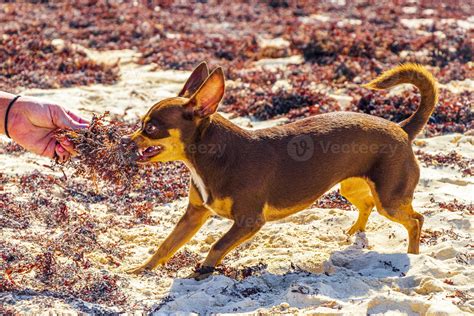 Mexican Chihuahua dog on the beach Playa del Carmen Mexico. 4187083 ...