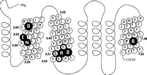 Schematic representation of the human GnRH receptor showing the ...