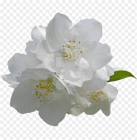 Free download | HD PNG jasmine flowers on a transparent background ...