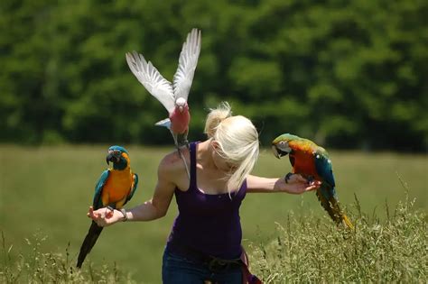 Parrot Flight Training - Parrots and free flight |Train a parrot to not fly away