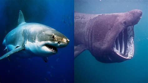 Sand Tiger Shark Size Comparison / 11 Facts About The Sand Tiger Shark ...