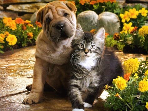 Cute Dogs|Pets: Puppies and Kittens Together Pictures