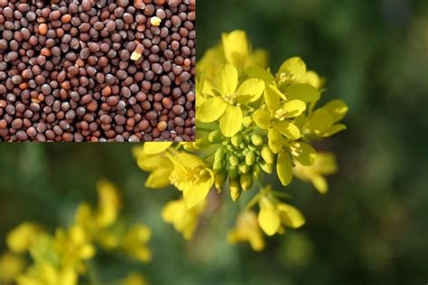 Mustard Farming Information Detailed Guide | Agri Farming