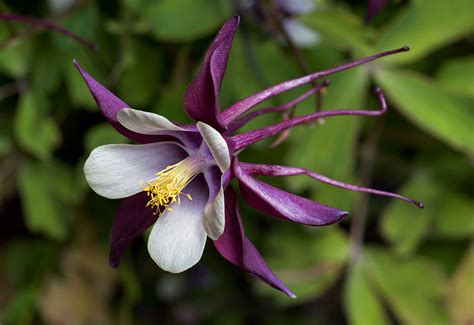 File:Aquilegia columbine magpie cultivar 2.jpg - Wikipedia