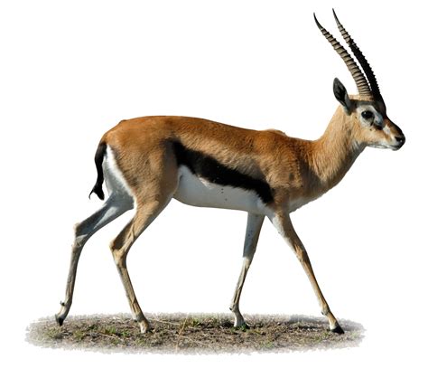 Gazelle de Thomson : poids, taille, longévité, habitat, alimentation ...