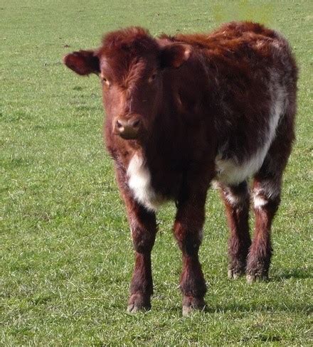 File:Beef Shorthorn calf.jpg - Wikipedia