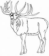 Elk Coloring Pages  Best For Kids sketch template