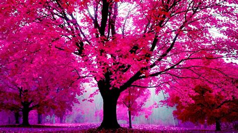 (4) Cather!ne☘さん (@GatherCAST) / Twitter Hd Pink Wallpapers, Pink Wallpaper Desktop, Tree ...