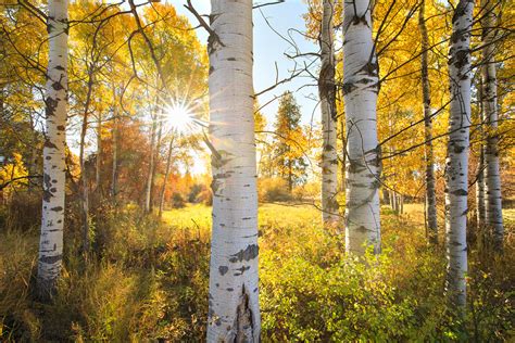 Fall in Montana | Jason Savage Photography