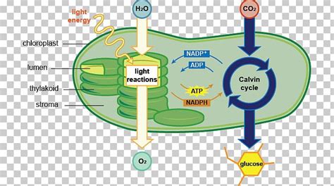 Photosynthesis Chloroplast Cell Diagram Chlorophyll PNG, Clipart, Adenosine Triphosphate, Area ...