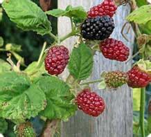 Marionberry fruit, plants, nutrition database, marionberry pie recipe, healthy nutrition facts