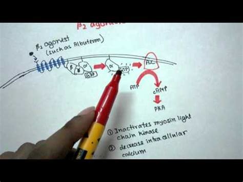 Mechanism of action of Beta 2 agonist - YouTube