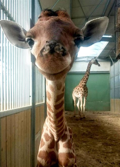 Smiling baby giraffe born on July 10 2016 at the Touroparc.Zoo in Macon France Little Giraffe ...