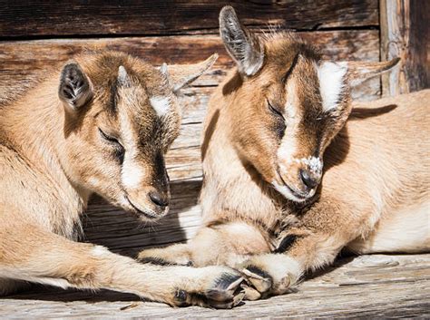 Sleeping Goats Stock Photos, Pictures & Royalty-Free Images - iStock