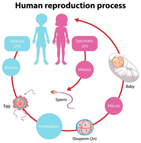 Reproduction Process of Human infographic 1432741 Vector Art at Vecteezy