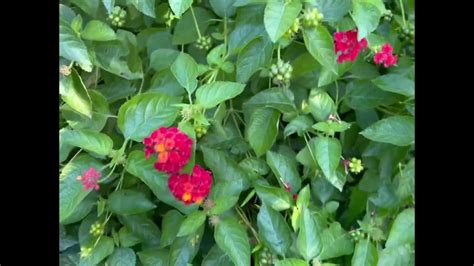 Harvesting Lantana Seeds - YouTube