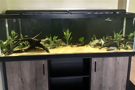 My 125 gallon just finished cycling! Any suggestions? It’s the largest tank I’ve had yet. : r ...