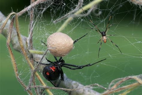 How to tell the difference between a male and female black widow ...