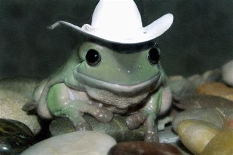 64 Photos Of Animals Wearing Hats | Pet frogs, Cute frogs, Cute animals