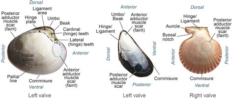 Adductor Muscles Bivalves