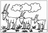 Three Billy Goats Gruff Coloring Pages Sketch Page sketch template