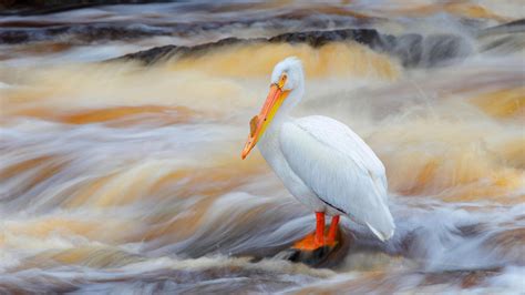 American White Pelican | Audubon Field Guide