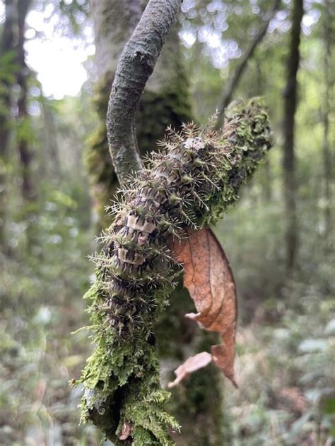 Lonomia Obliqua: the Deadliest Caterpillar on the Planet, aka the Assassin Caterpillar | OddFeed