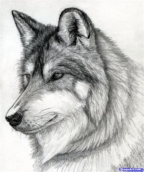 Wolf Howling At Moon Sketch at PaintingValley.com | Explore collection ...