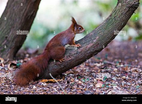 Eurasian red squirrel Stock Photo - Alamy