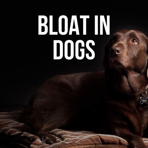 Dog Bloat: Symptoms, Causes, Treatment, and Prevention - PetHelpful