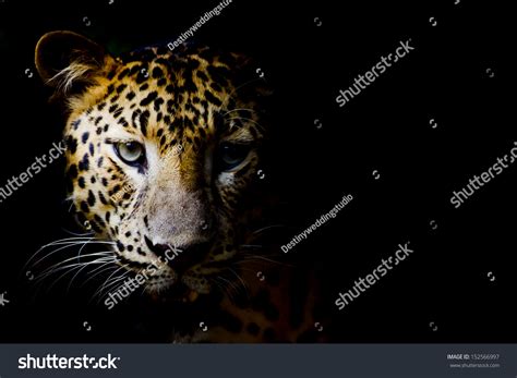 Close Portrait Leopard Intense Eyes Stock Photo 152566997 | Shutterstock