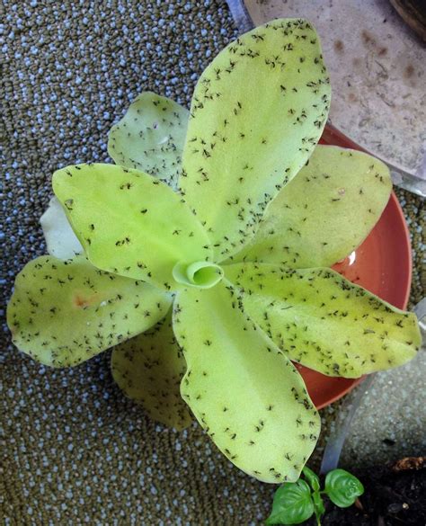 Butterwort (Pinguicula) - Carnivorous Plant Resource